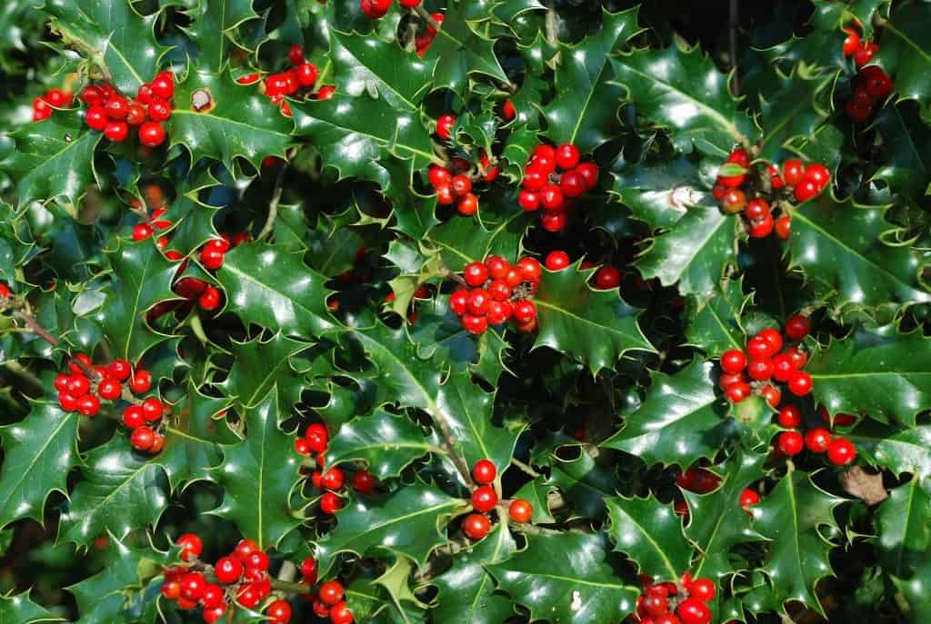 Why Is Holly Associated With Christmas? - Christmas FM